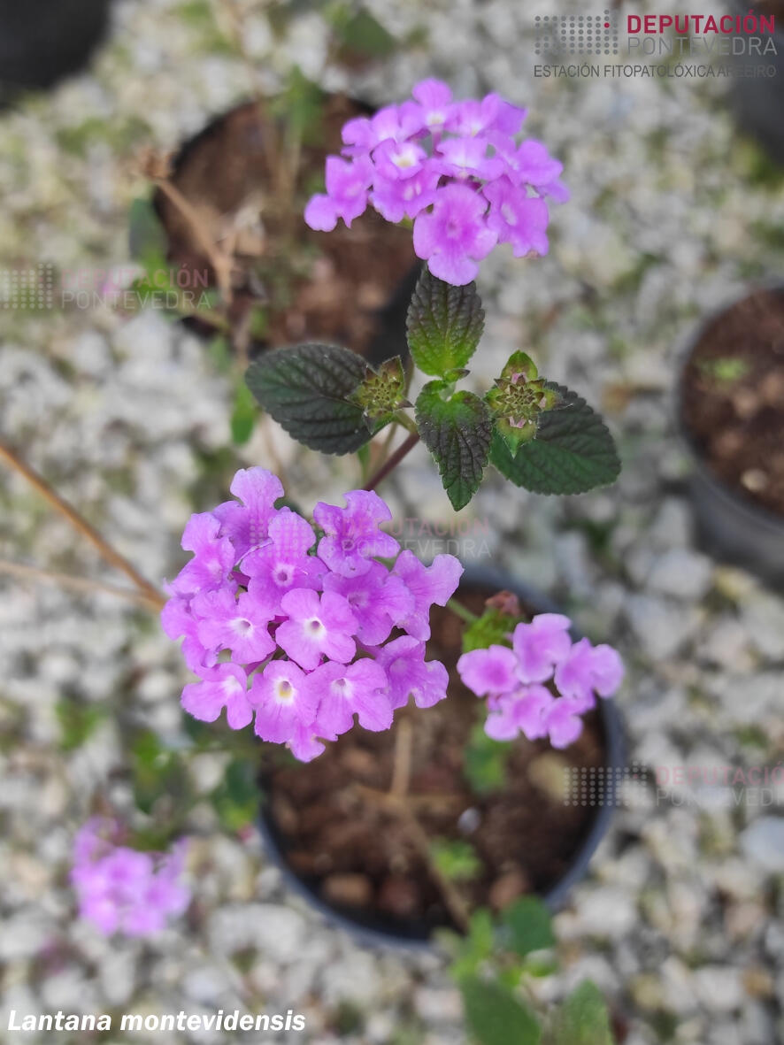 Lantana rastreira