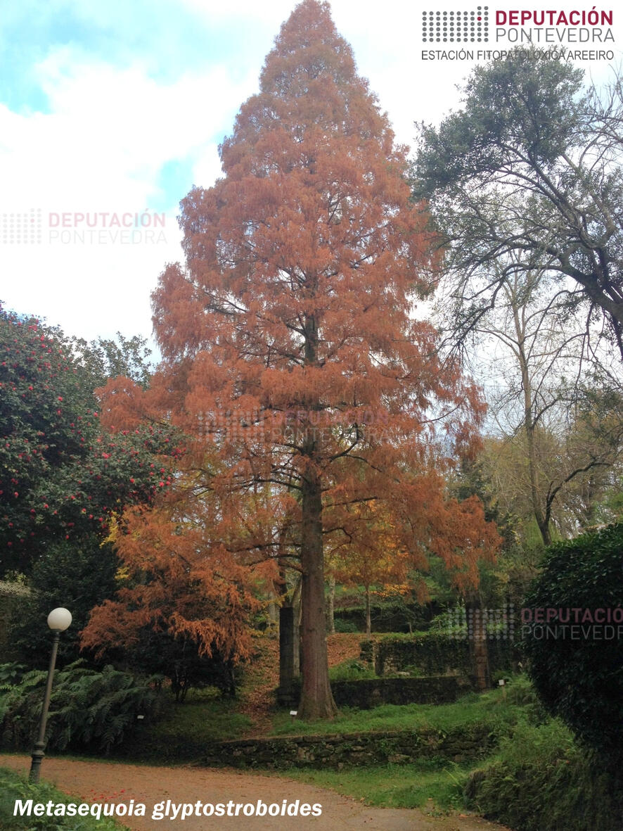 Metasequoia