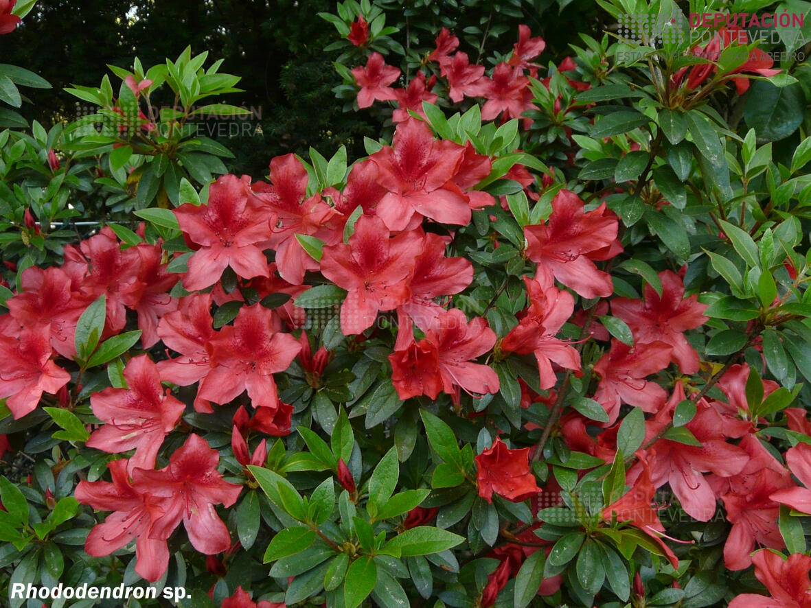 Rododendro