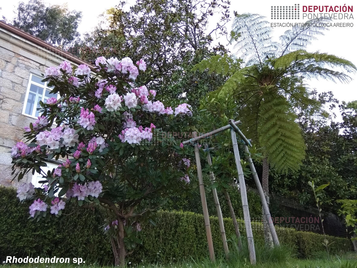 Rododendro