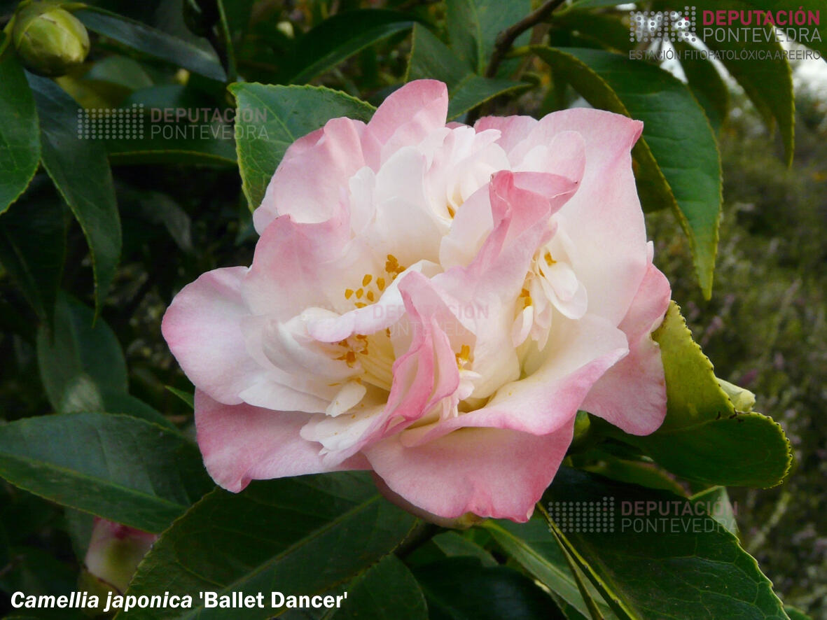 Camelia xapónica 'Ballet Dancer'