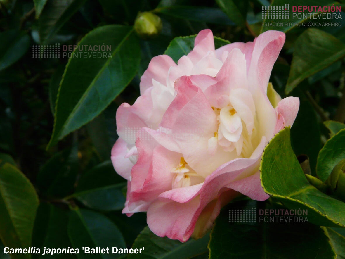 Camelia xapónica 'Ballet Dancer'