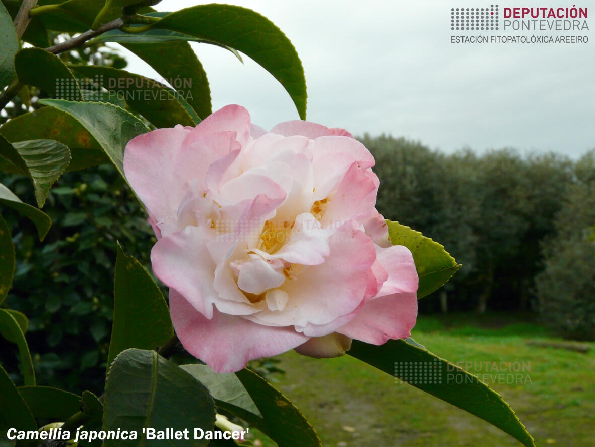 Camelia xapónica 'Ballet Dancer'