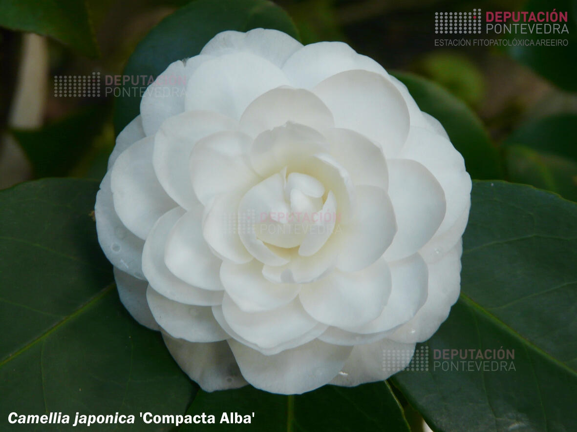 Camelia xapónica 'Compacta Alba'