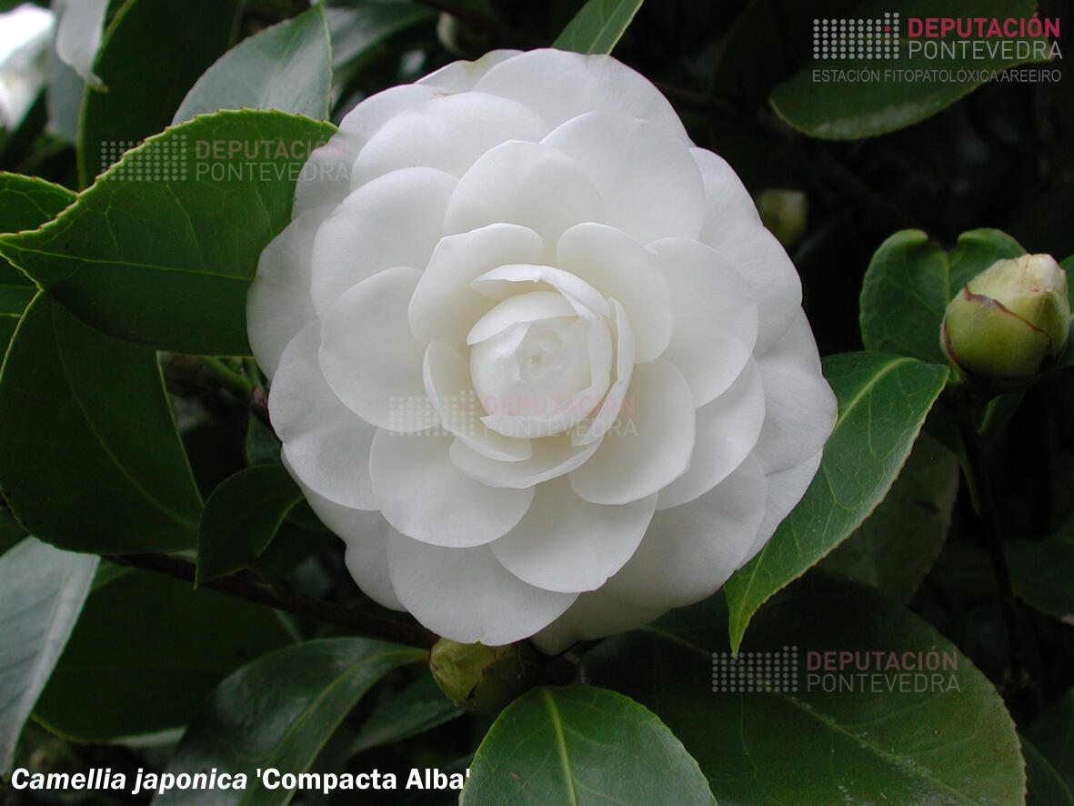 Camelia xapónica 'Compacta Alba'