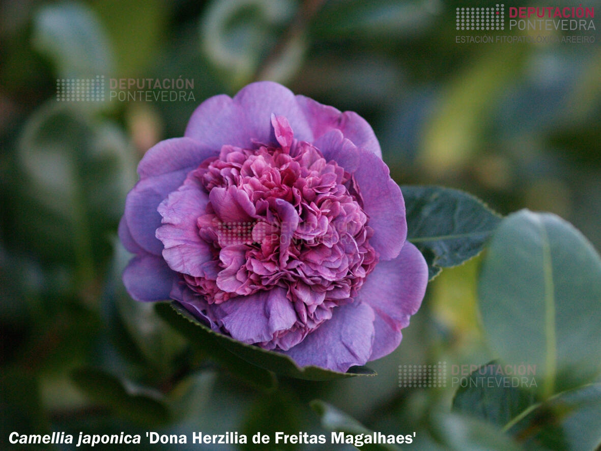 Camelia xapónica 'Doa Herzilia de Freitas Magalhaes'