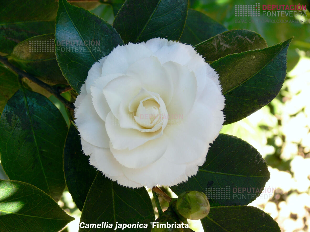 Camelia xapónica 'Fimbriata'