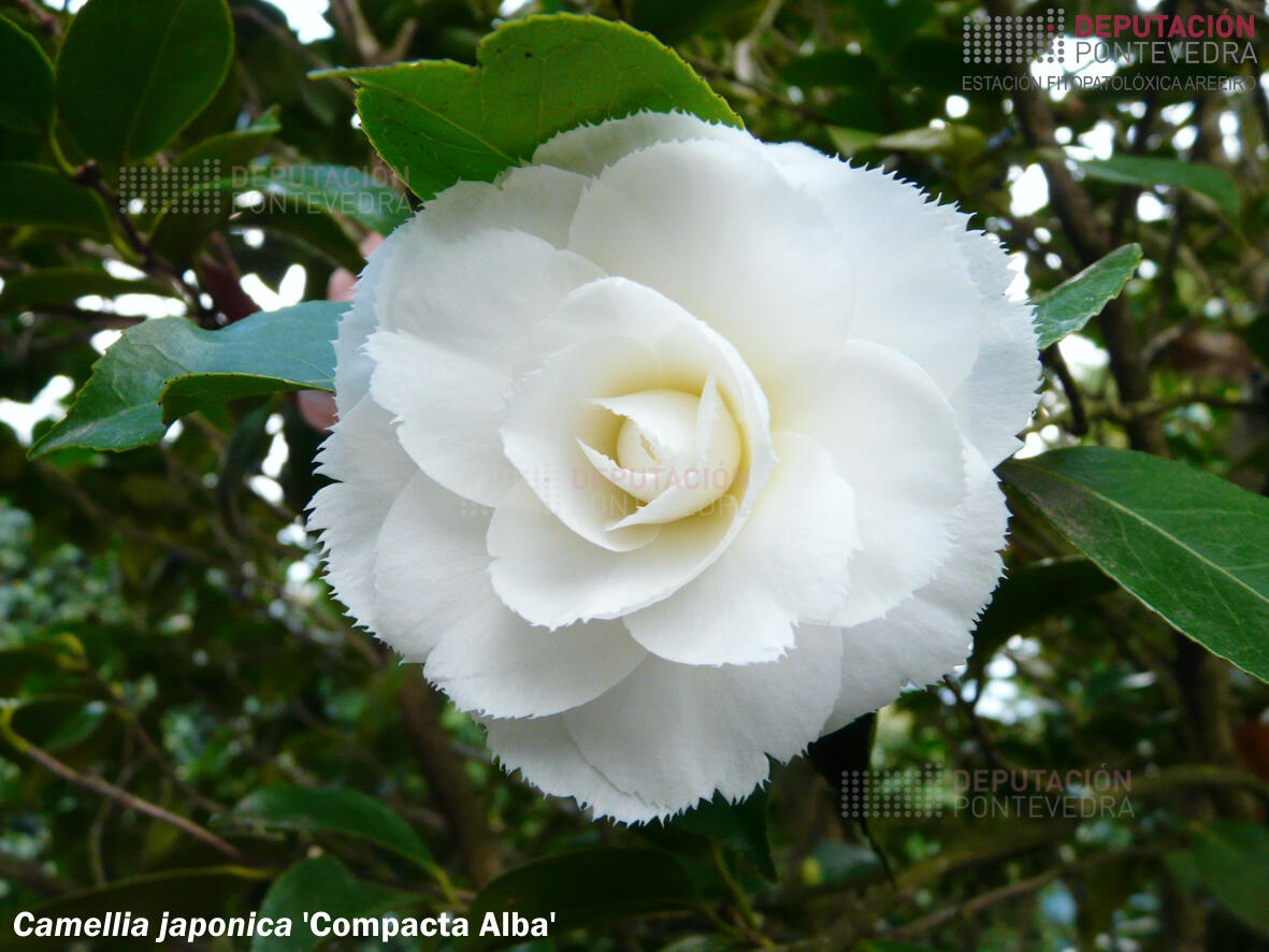 Camelia xapónica 'Fimbriata'