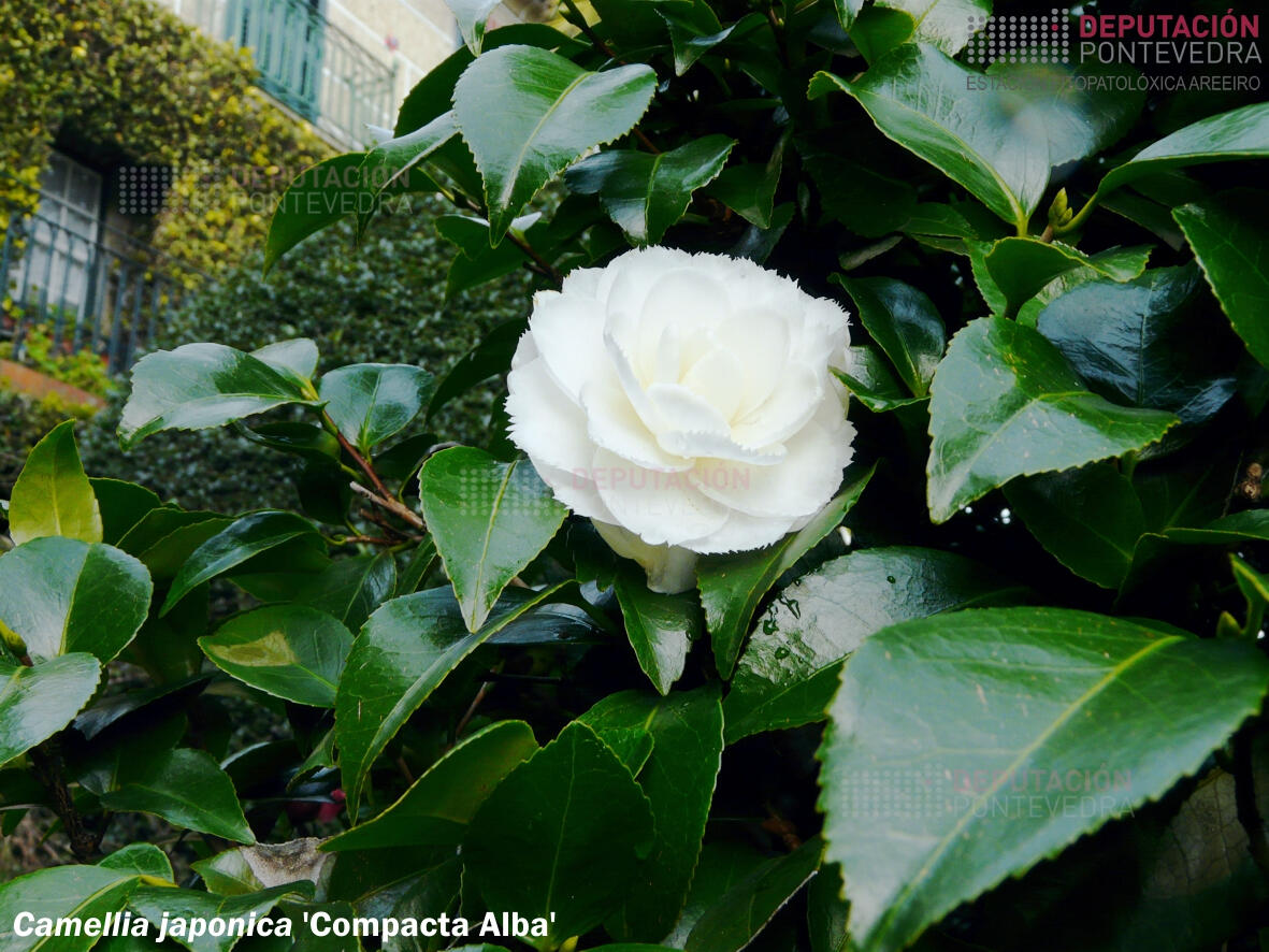 Camelia xapónica 'Fimbriata'