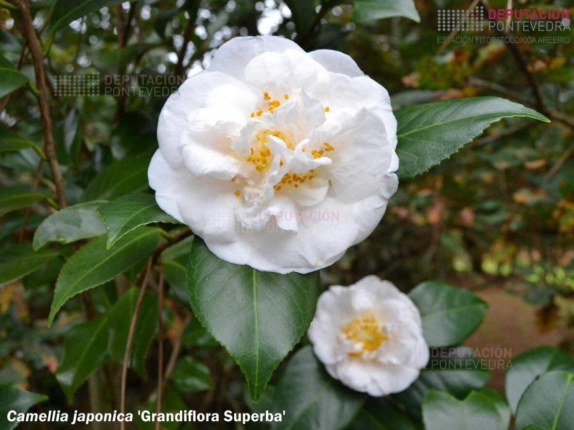 Camelia xapónica 'Grandiflora Superba'