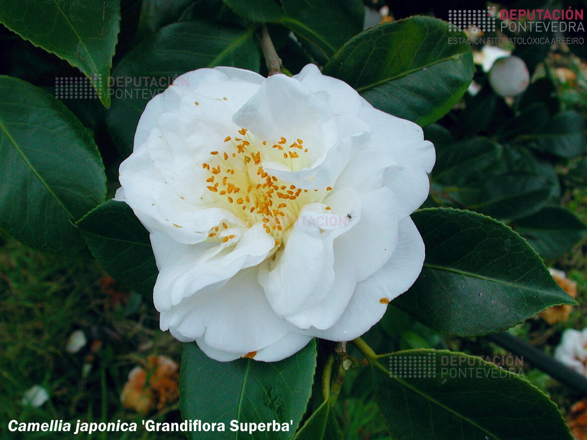 Camelia xapónica 'Grandiflora Superba'
