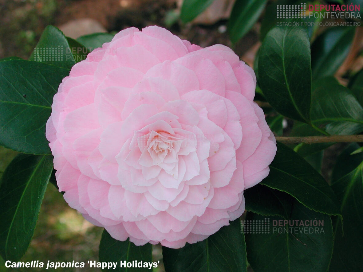 Camelia japonica ‘Happy Holidays’