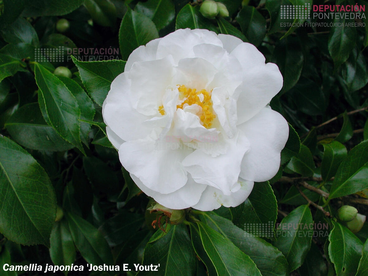 Camelia xapónica ‘Joshua E. Youtz’