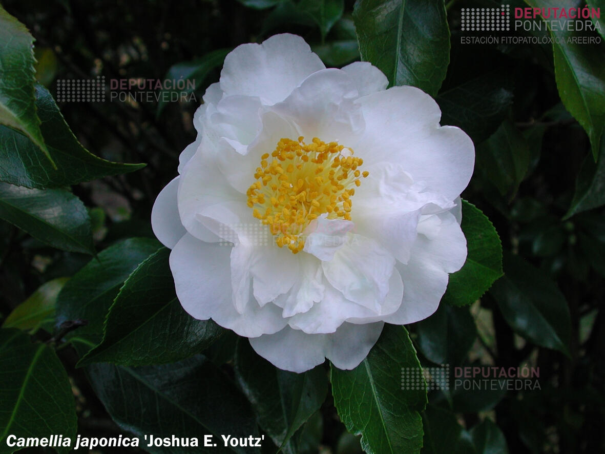 Camelia xapónica ‘Joshua E. Youtz’