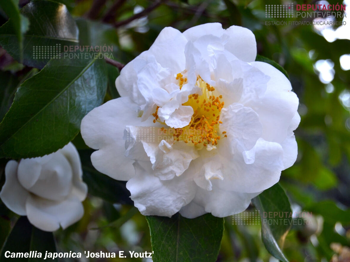 Camelia xapónica ‘Joshua E. Youtz’