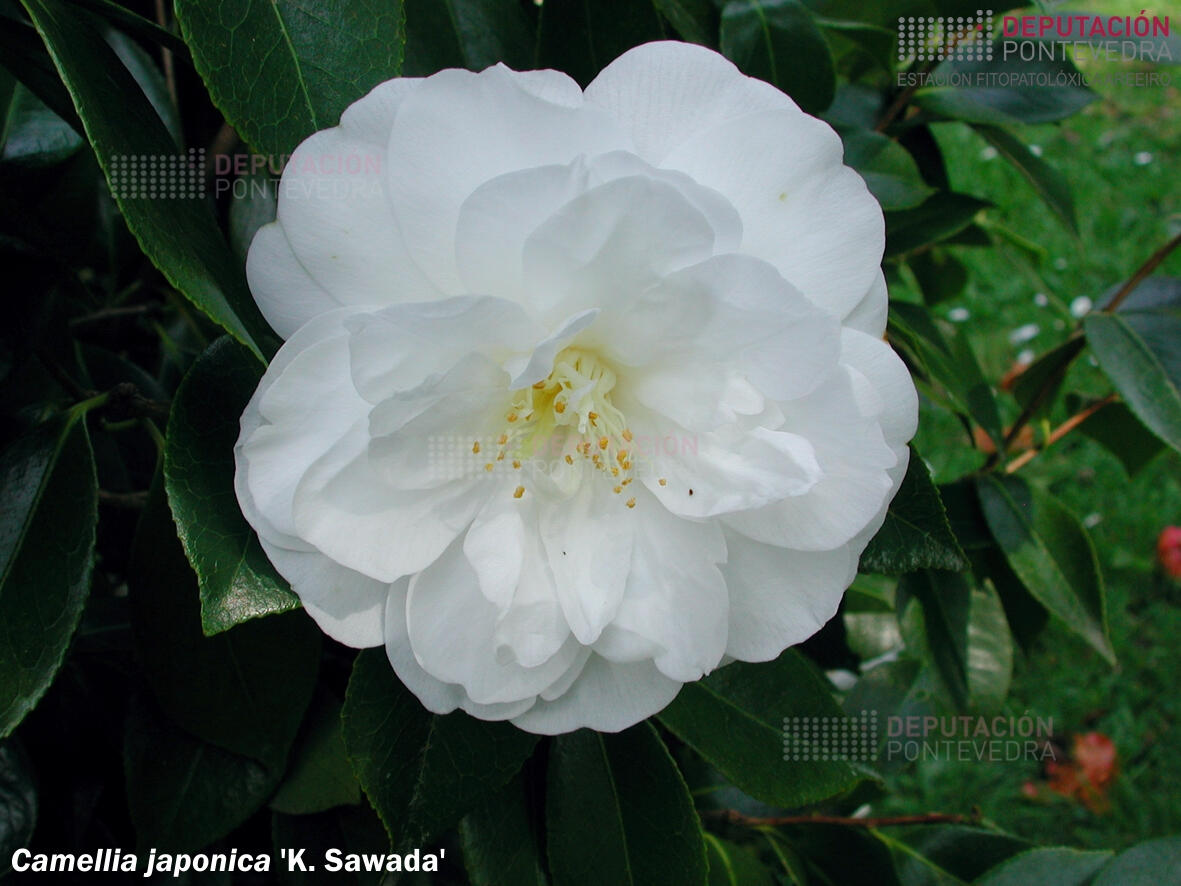 Camelia xapónica ‘K. Sawada’