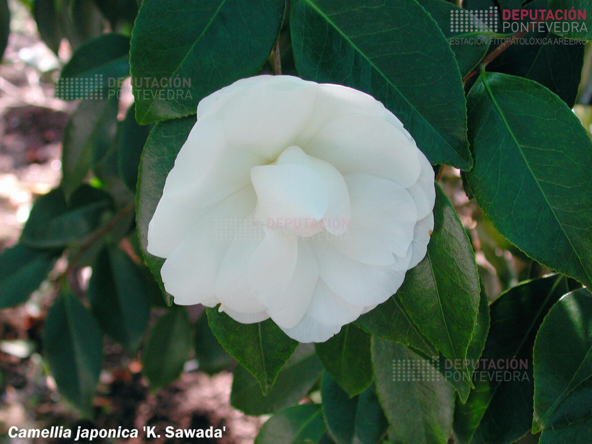 Camelia xapónica ‘K. Sawada’