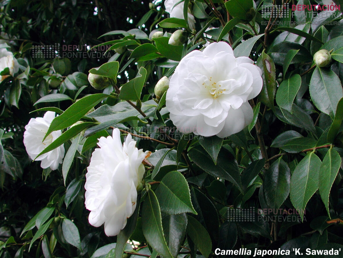 Camelia xapónica ‘K. Sawada’