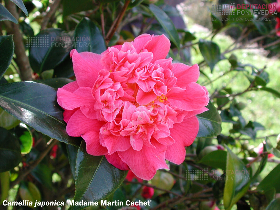 Camelia japonica ‘Madame Martin Cachet’