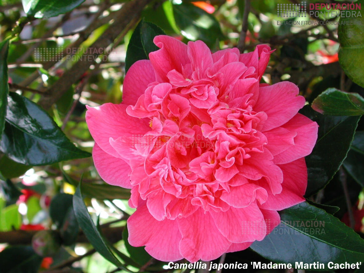 Camelia japonica ‘Madame Martin Cachet’
