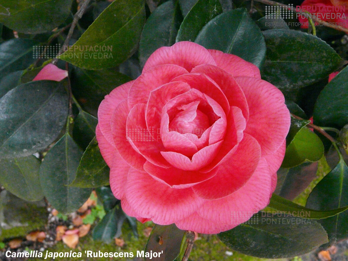 Camelia japonica ‘Rubescens Major’
