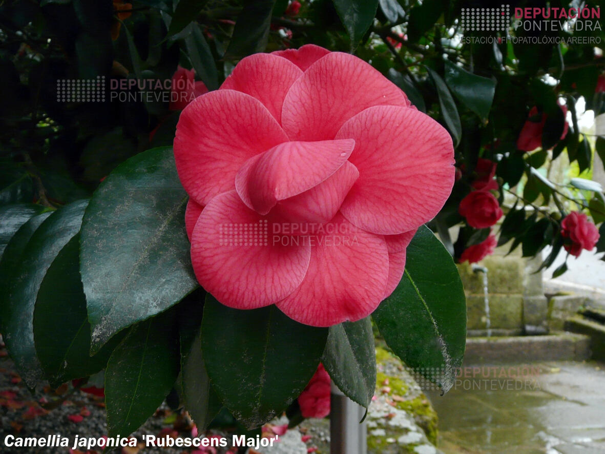 Camelia japonica ‘Rubescens Major’
