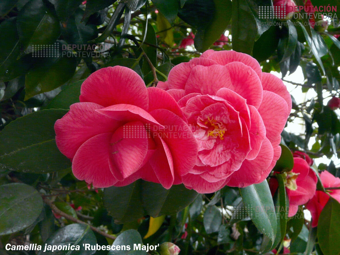 Camelia japonica ‘Rubescens Major’