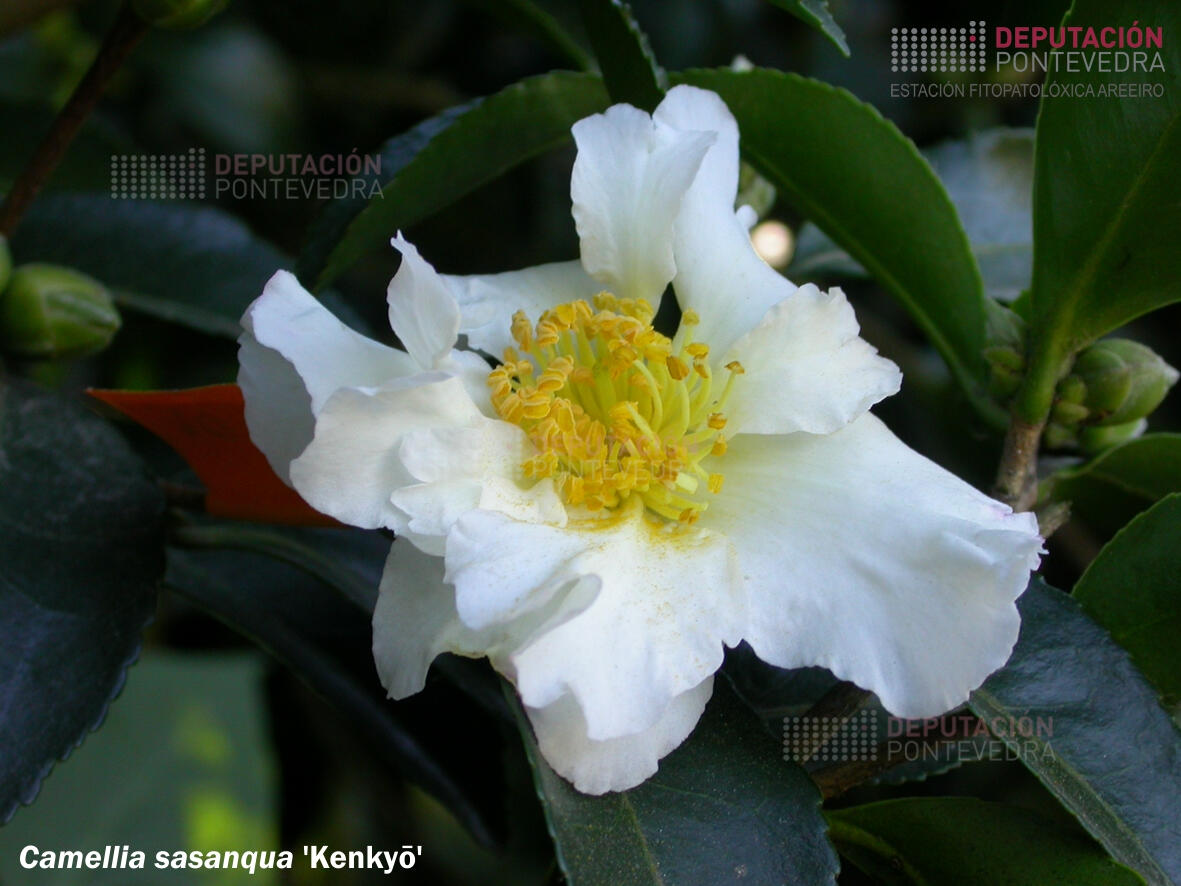 Camelia sasanqua 'Kenkyo'
