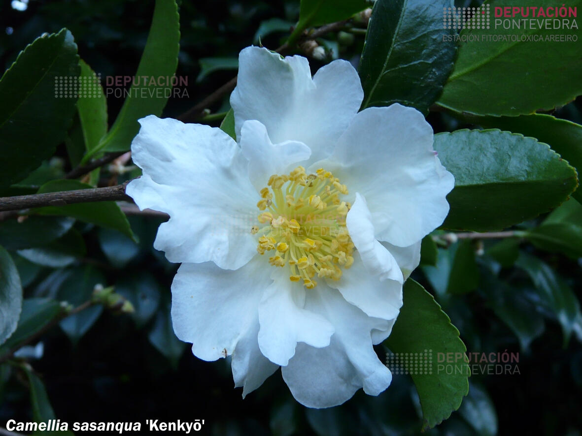 Camelia sasanqua 'Kenkyo'