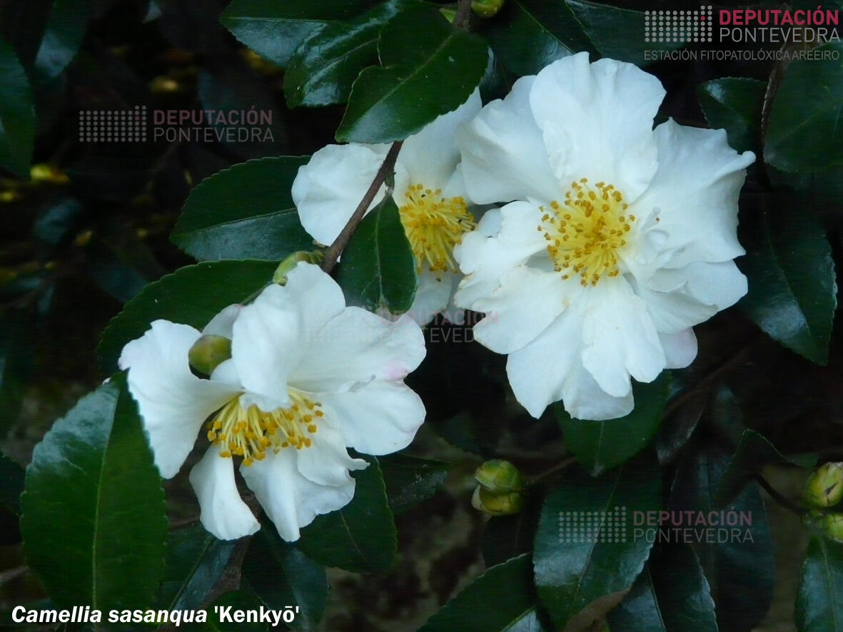 Camelia sasanqua 'Kenkyo'