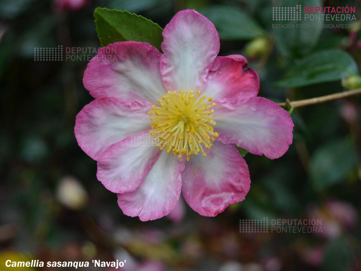Camelia sasanqua 'Navajo'