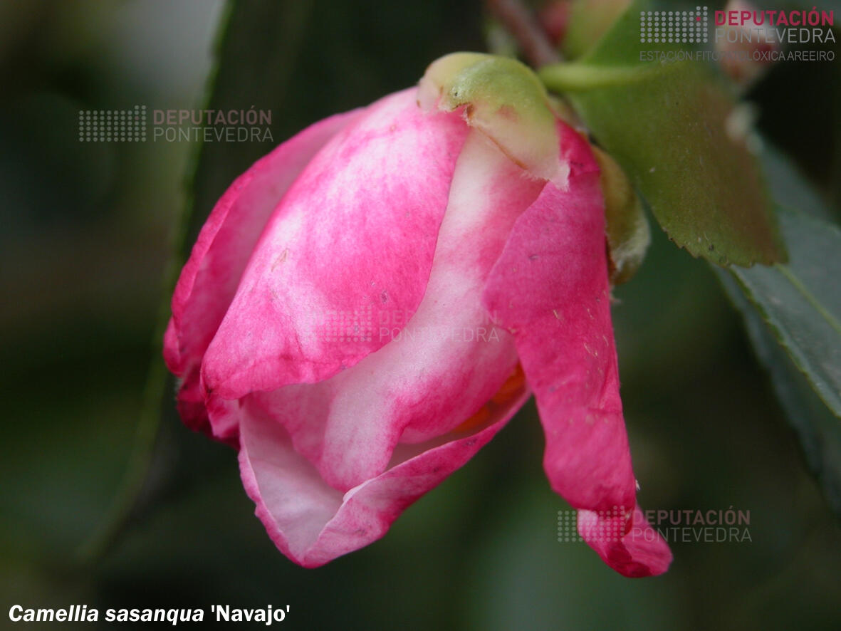 Camelia sasanqua 'Navajo'