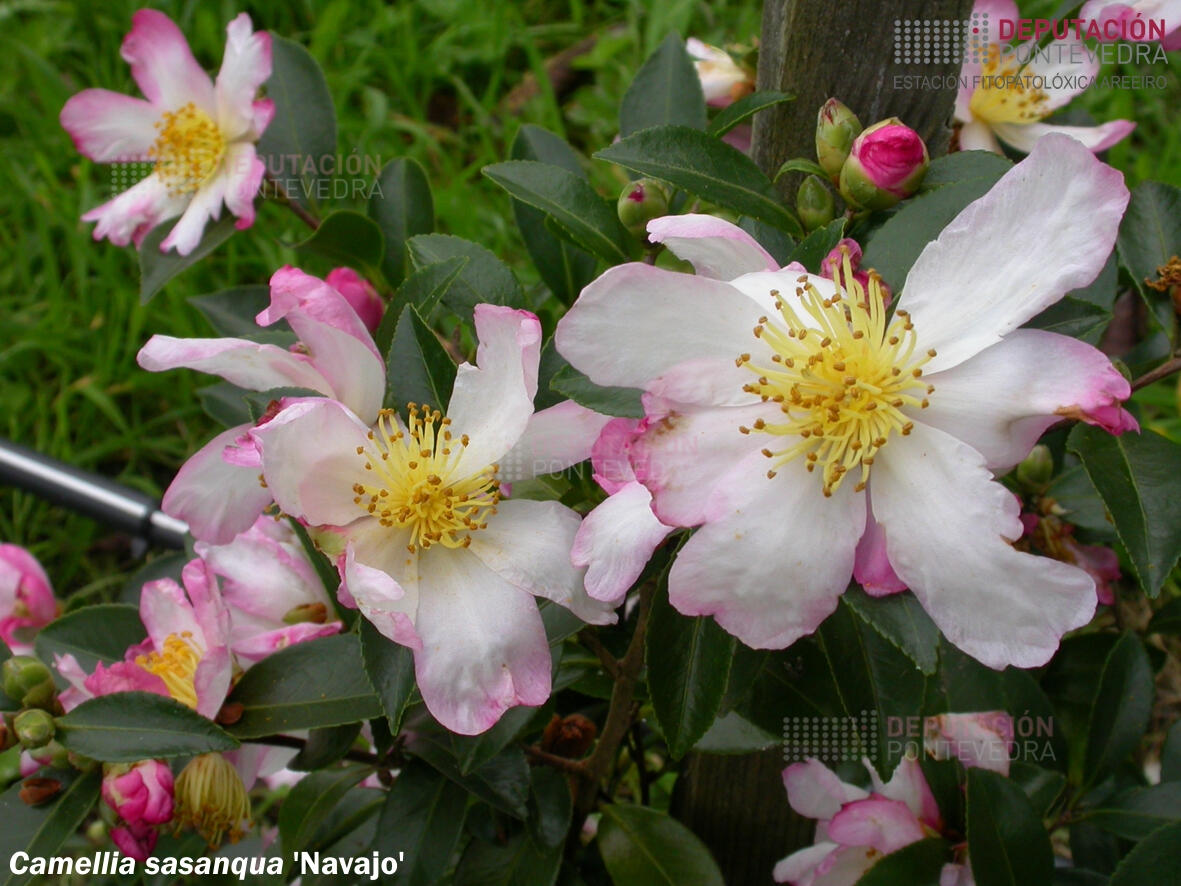 Camelia sasanqua 'Navajo'