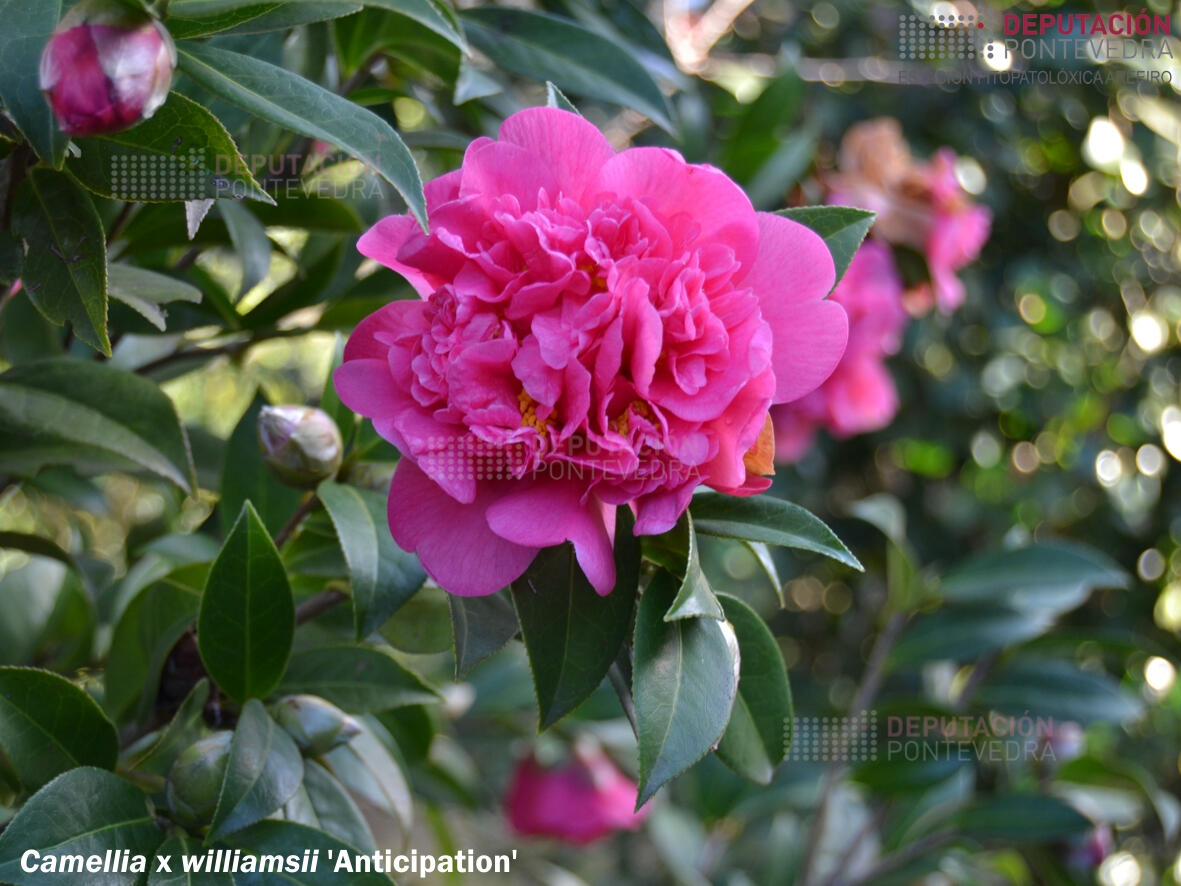 Camelia williamsii 'Anticipation'