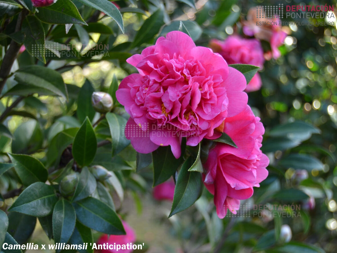 Camelia williamsii 'Anticipation'
