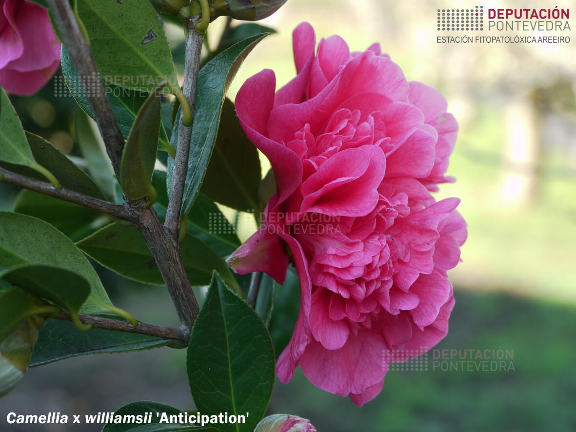 Camelia williamsii 'Anticipation'