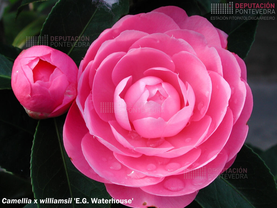 Camelia williamsii 'E. G. Waterhouse'