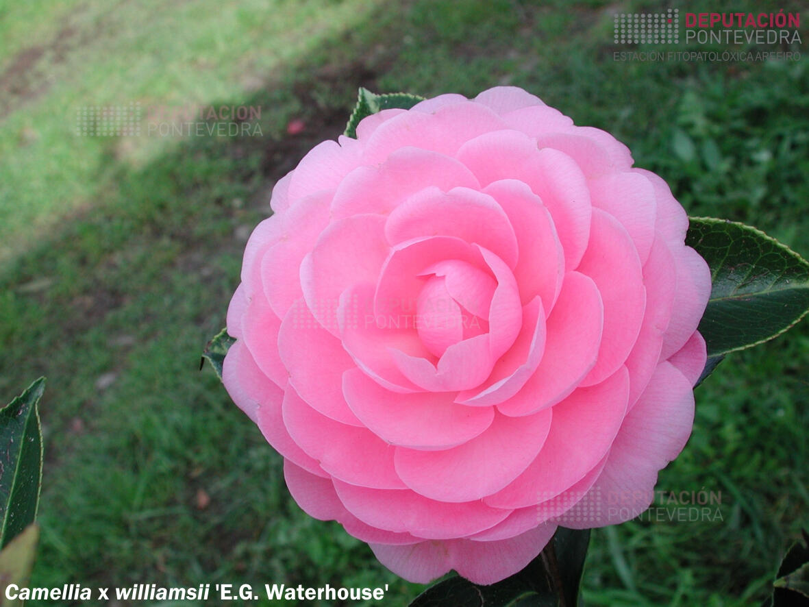 Camelia williamsii 'E. G. Waterhouse'