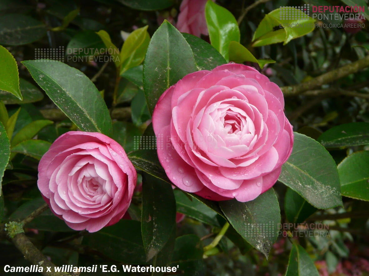Camelia williamsii 'E. G. Waterhouse'