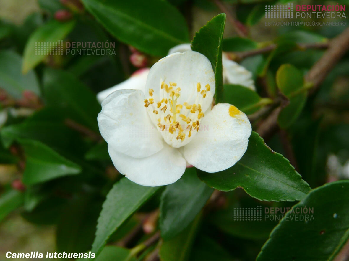Camelia lutchuensis