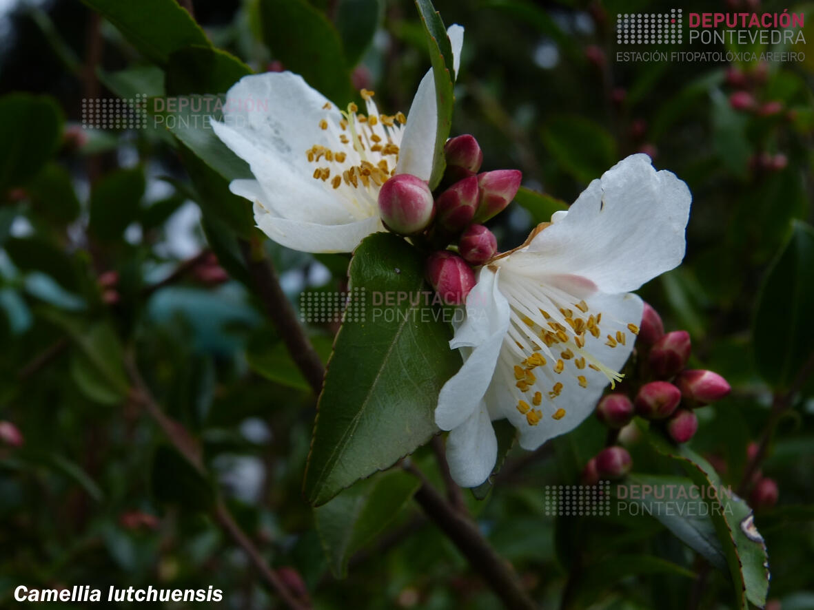 Camelia lutchuensis