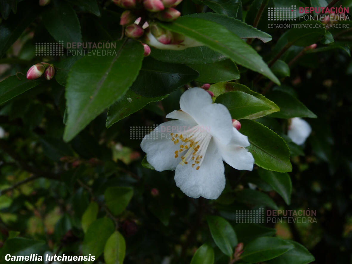 Camelia lutchuensis