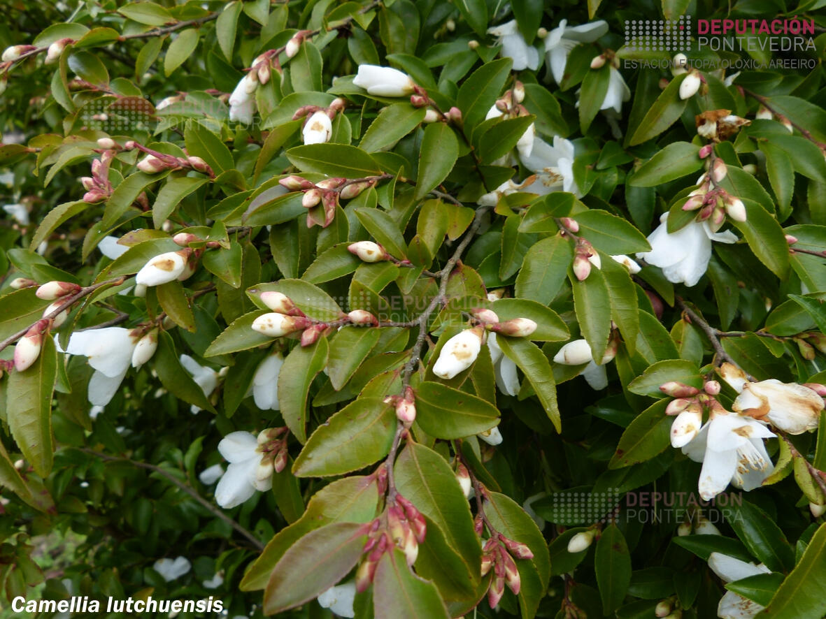 Camelia lutchuensis