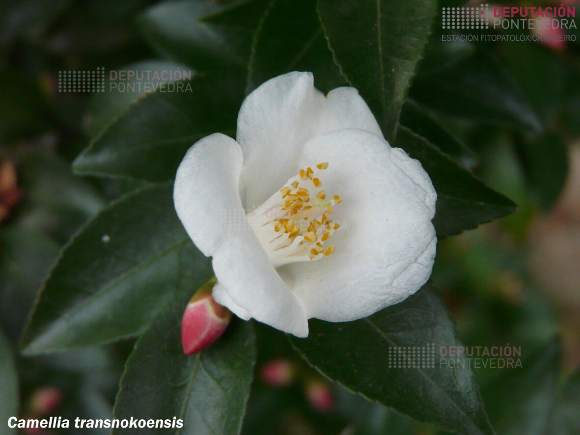 Camelia transnokoensis