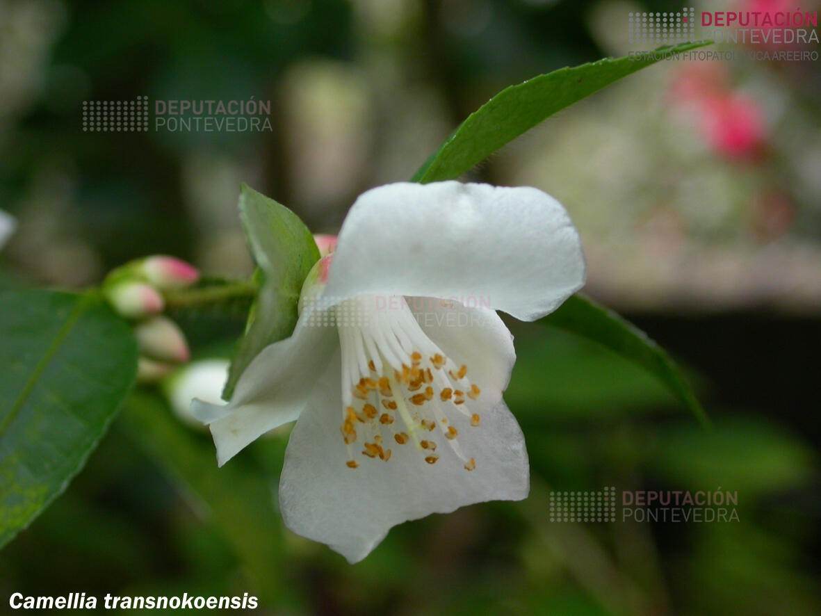 Camelia transnokoensis