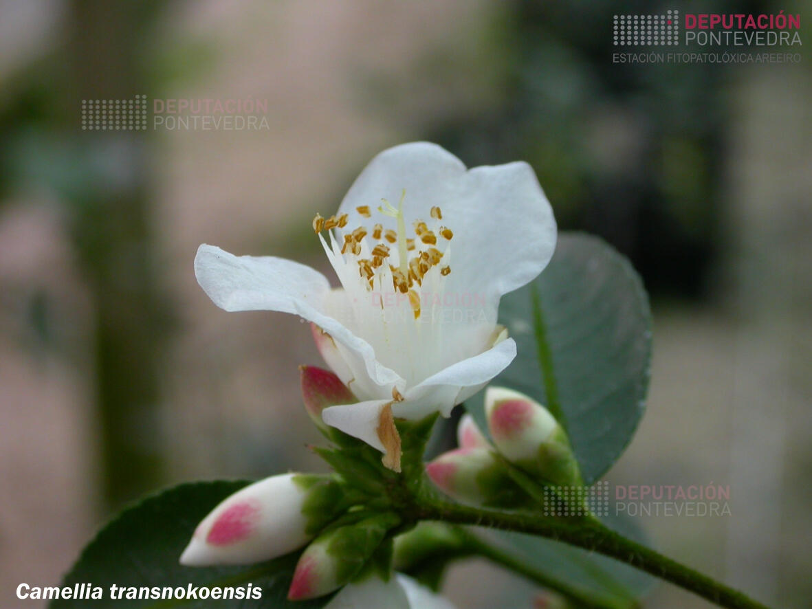 Camelia transnokoensis