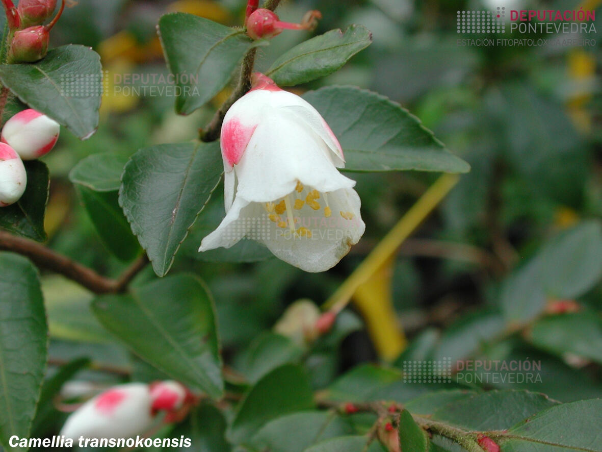 Camelia transnokoensis