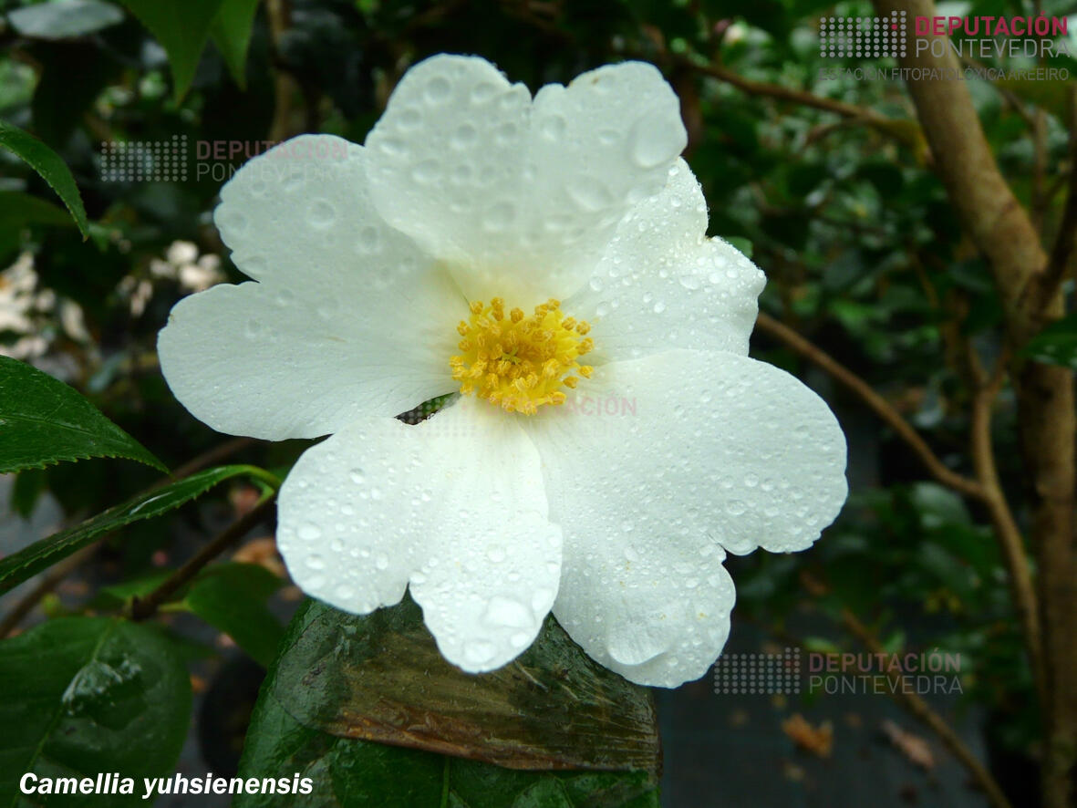 Camelia yuhsienensis