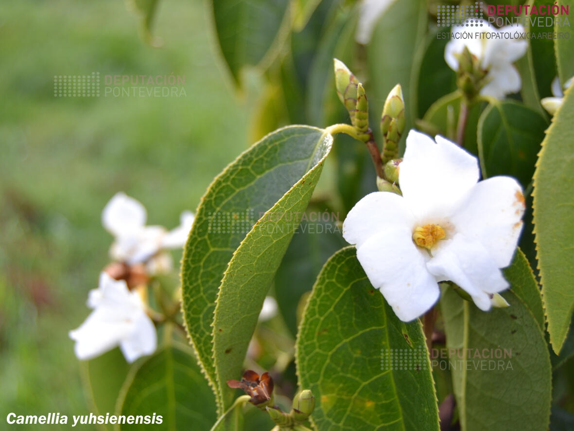 Camelia yuhsienensis