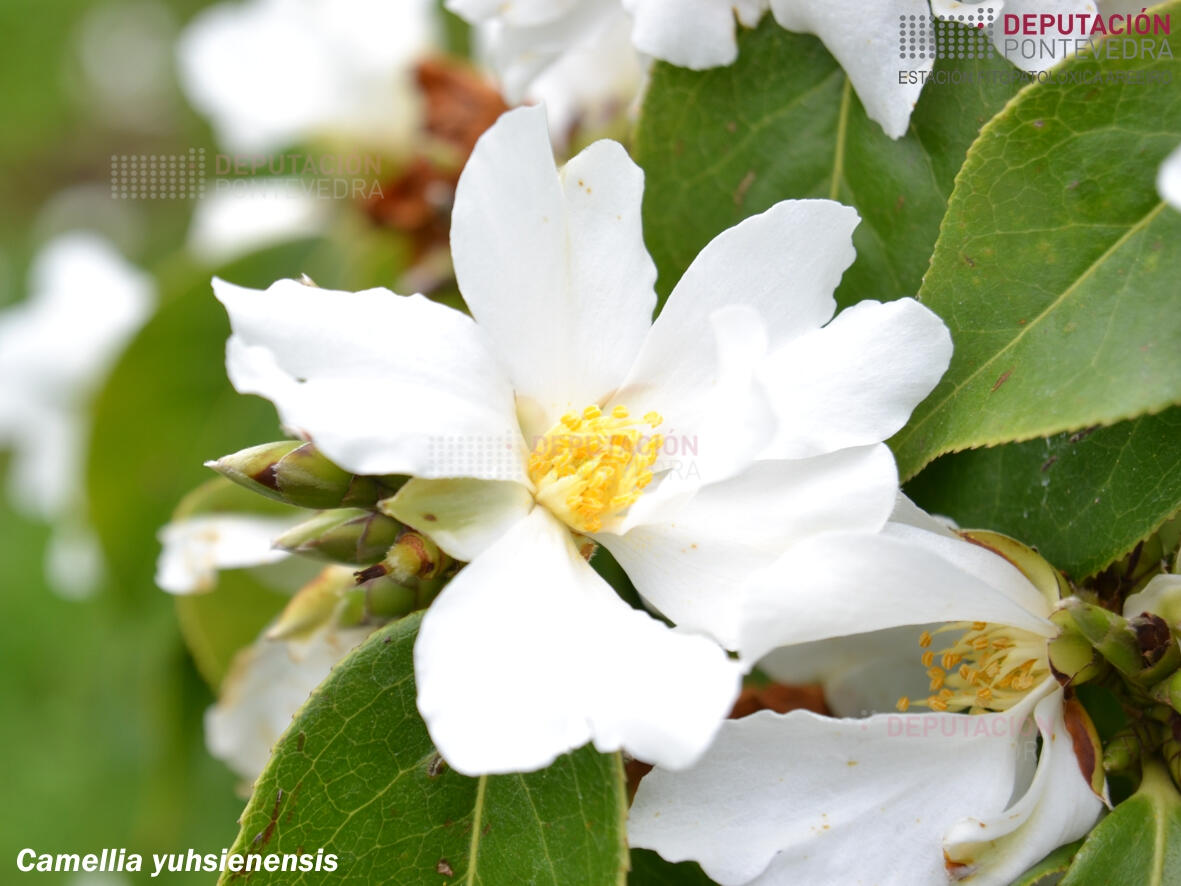 Camelia yuhsienensis
